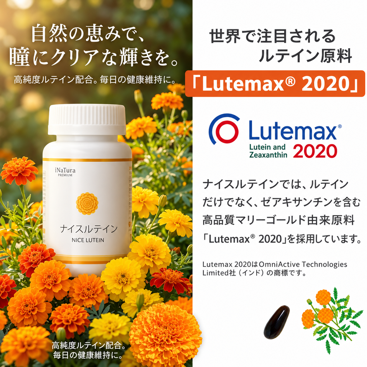 アイナチュラプレミアム ナイスルテインに使用するマリーゴールド由来原料Lutemax 2020を紹介。ルテインだけでなくゼアキサンチンも含む高品質なマリーゴールド由来原料を採用していることを、マリーゴールドの花と商品パッケージで説明した画像