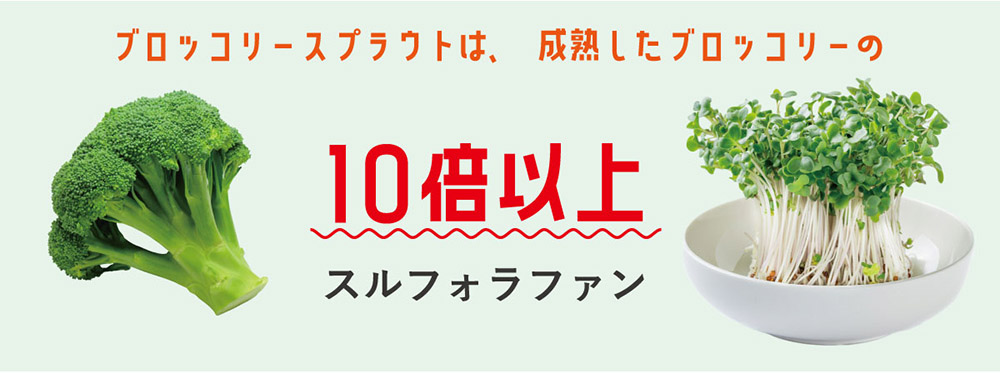 ブロッコリースプラウトは、成熟したブロッコリーの10倍以上のスルフォラファンを含有。スルフォラファンは健康に良い成分として注目され、日常の食事に取り入れることで効果が期待できます。